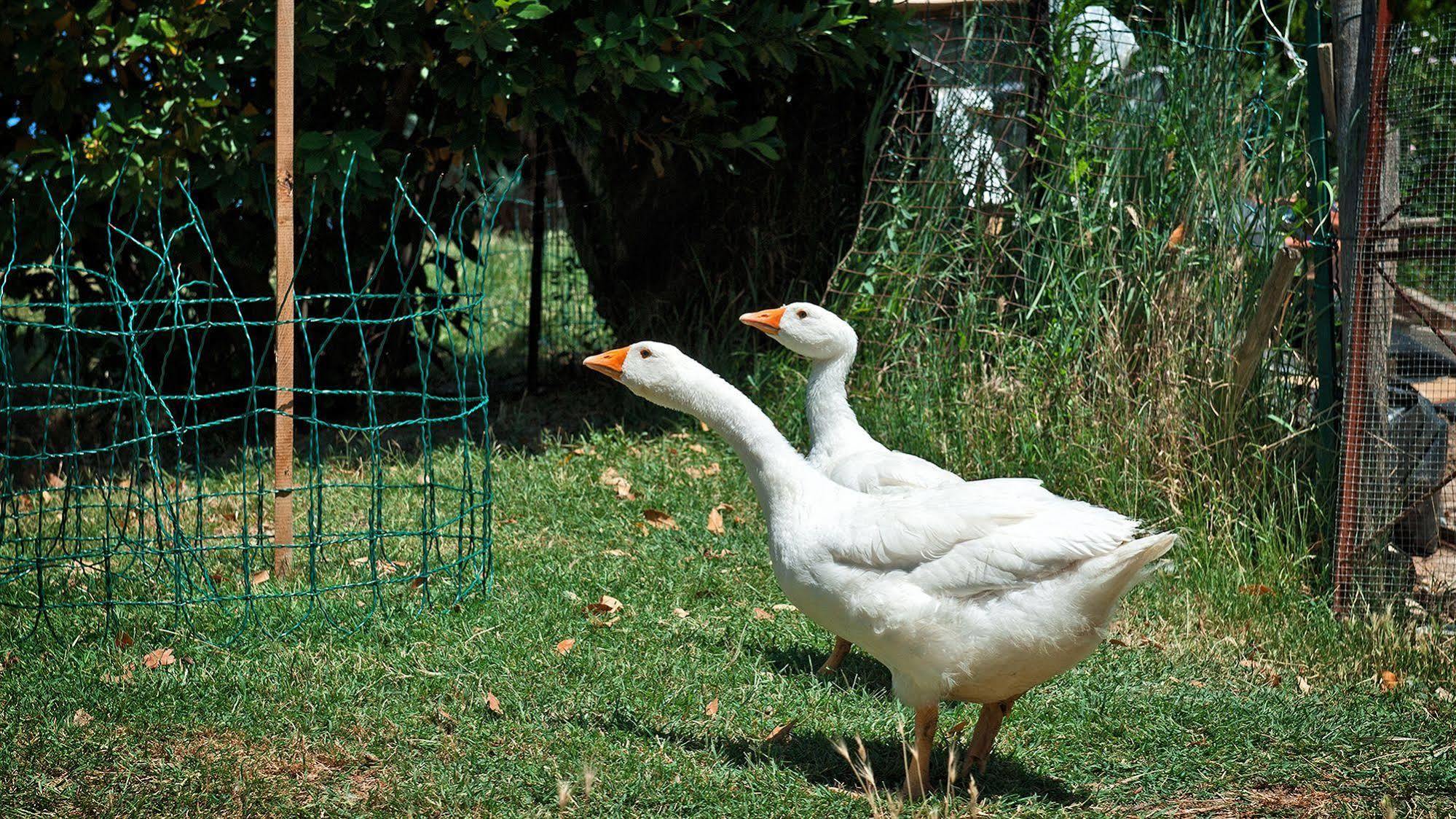 Agriturismo La Buca Di Bellugi サン・クイーリコ・ドルチャ エクステリア 写真